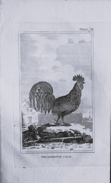 Buffon - Engraving of Cockerel 1812