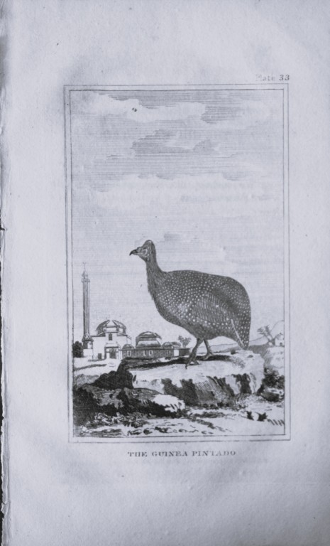 Buffon - Engraving of Guinea Pintado 1812