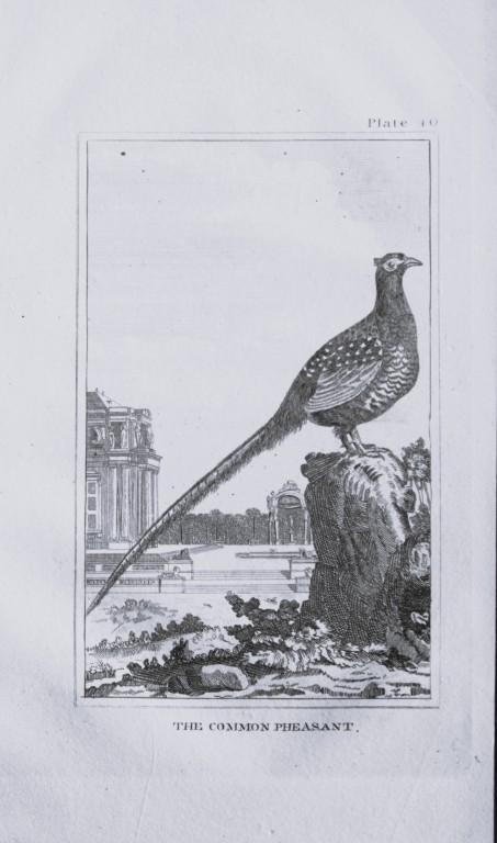 Buffon - Engraving of Common Pheasant 1812
