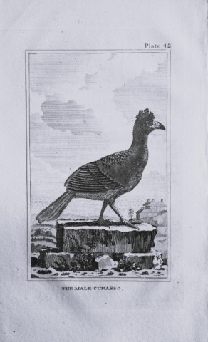 Buffon - Engraving of Curasso 1812