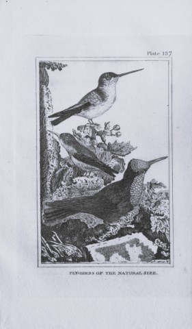 Buffon - Engraving of Fly-Birds 1812