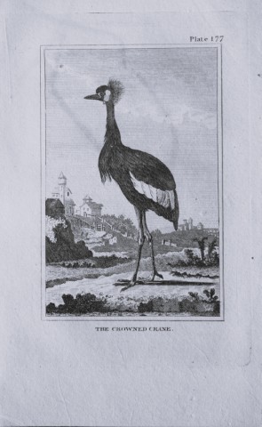 Buffon - Engraving of Crowned Crane 1812