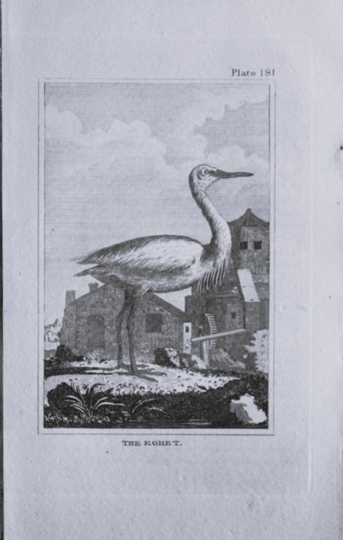 Buffon - Engraving of Egret 1812