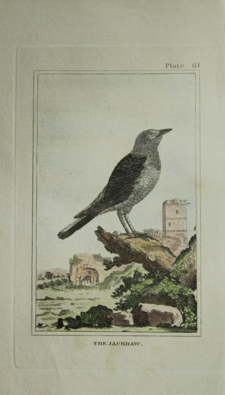 Buffon - Hand coloured engraving of  Jackdaw 1812