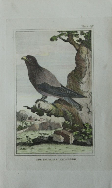 Buffon - Hand coloured engraving of Madagascar Roller 1812