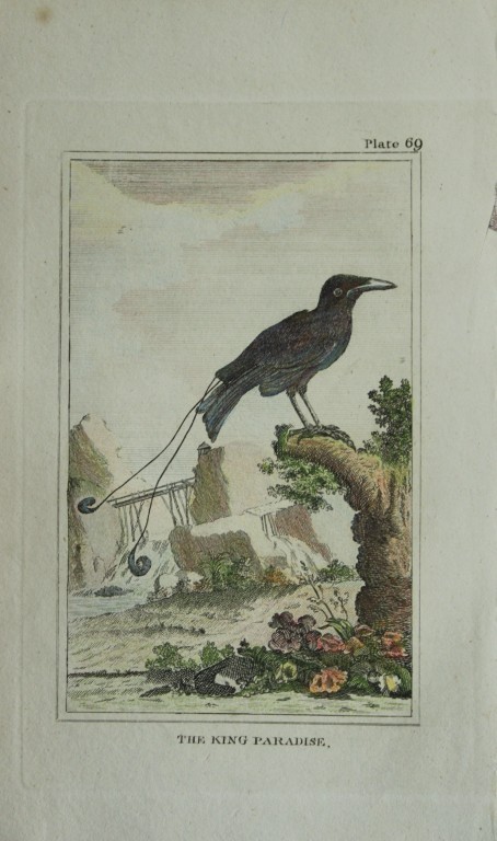 Buffon - Hand coloured engraving of King Bird of Paradise 1812
