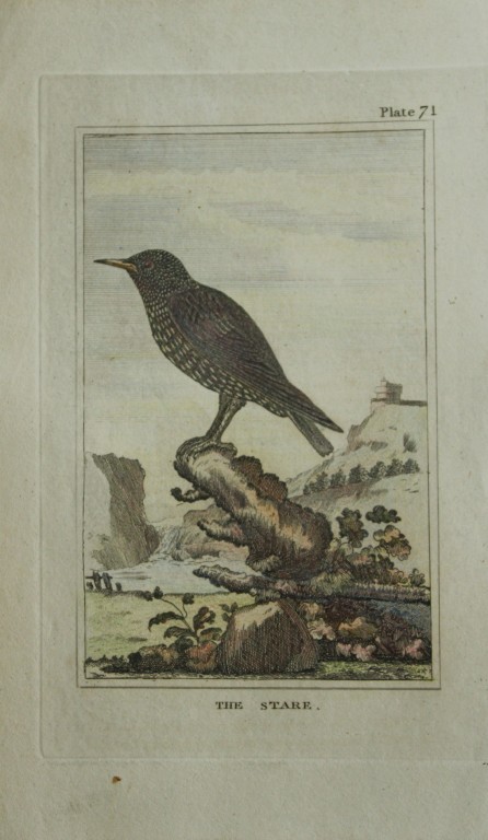 Buffon - Hand coloured engraving of Stare 1812