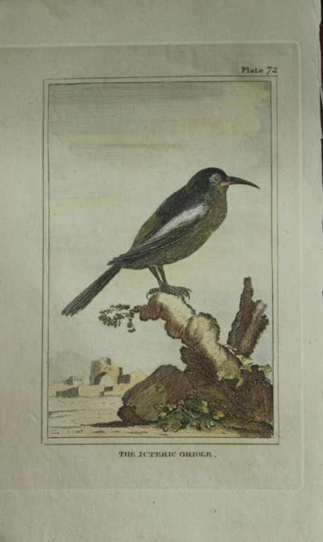 Buffon - Hand coloured engraving of Icteric Oriole 1812