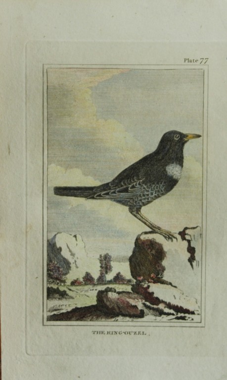 Buffon - Hand coloured engraving of King Ouzel 1812