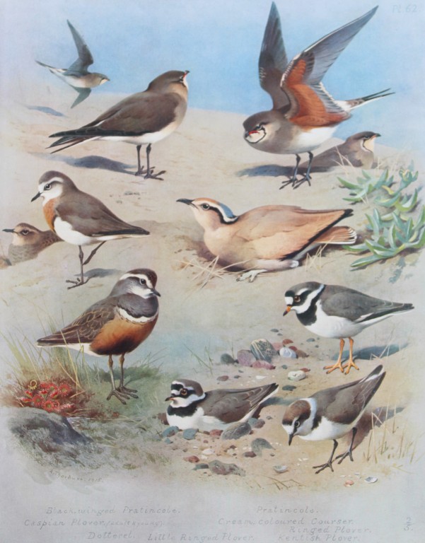 Archibald Thorburn - Chromolithograph of  Plovers, Courser etc 1915