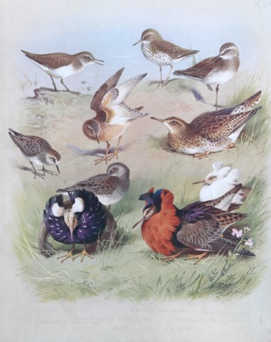 Archibald Thorburn - Chromolithograph of Sandpipers, Ruff etc 1915
