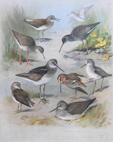 Archibald Thorburn - Chromolithograph of Sandpipers, Redshanks etc  1915