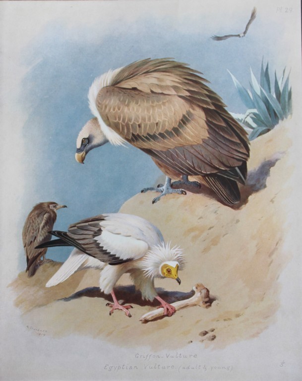 Archibald Thorburn - Chromolithograph of Vultures 1915