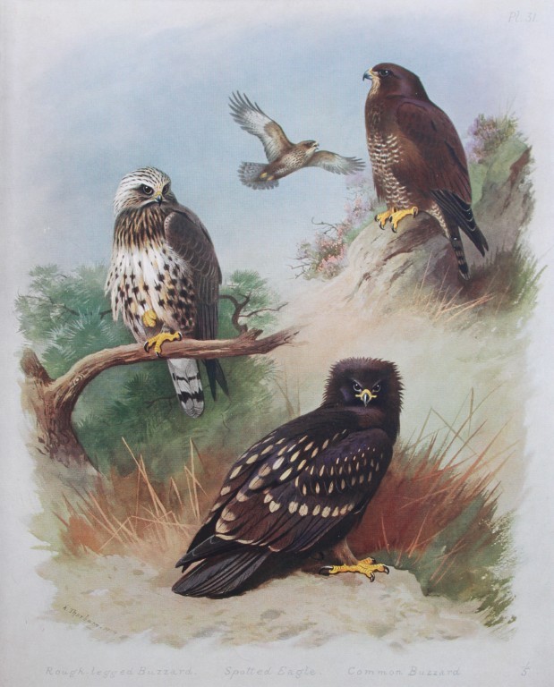 Archibald Thorburn - Chromolithograph of Eagle and Buzzards 1915