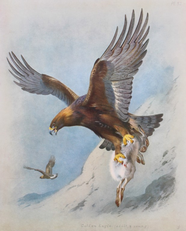 Archibald Thorburn - Chromolithograph of Golden Eagle 1915