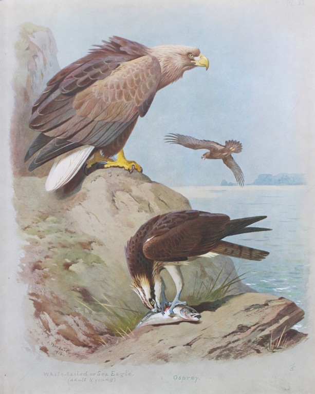 Archibald Thorburn - Chromolithograph of Sea Eagle and Osprey 1915