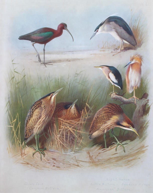 Archibald Thorburn - Chromolithograph of Ibis, Herons and Bitterns 1915