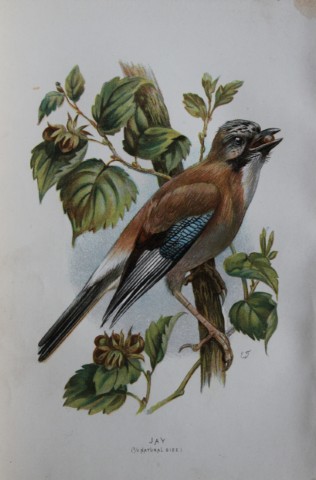 Eliza Turk - Jay 1883