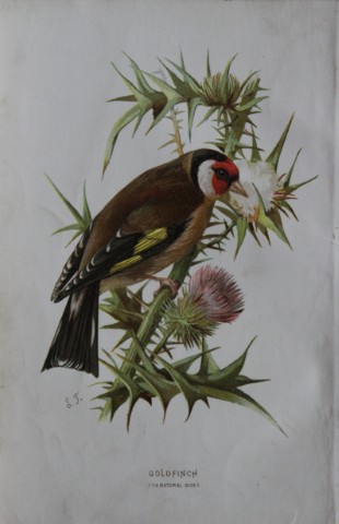 Eliza Turk -  Goldfinch 1883