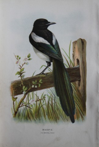 Eliza Turk -  Magpie 1883