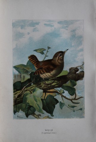 Archibald Thorburn - Wren 1883