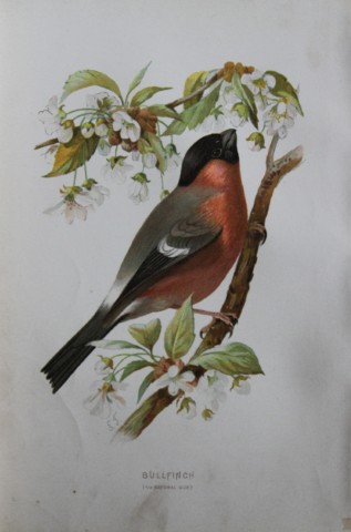 Eliza Turk - Bullfinch 1883