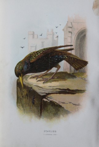 Eliza Turk - Starling 1883