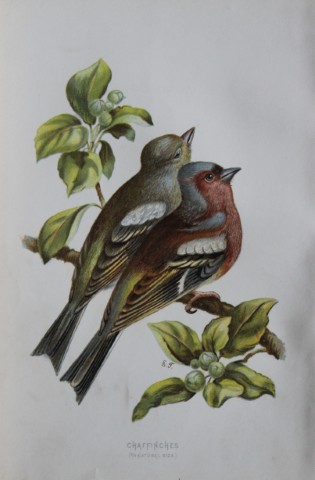 Eliza Turk - Chaffinches 1883