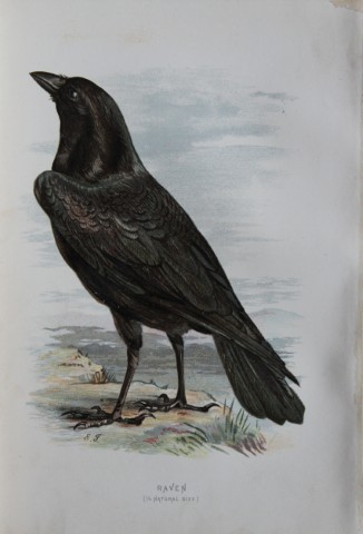Eliza Turk - Raven 1883