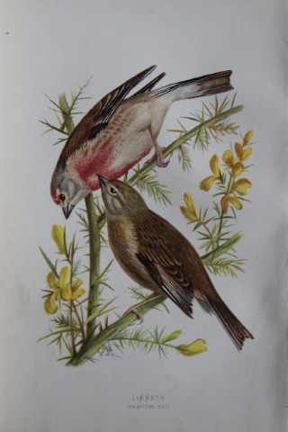 Eliza Turk - Linnets 1883