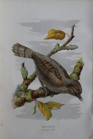 Eliza Turk - Wryneck 1883