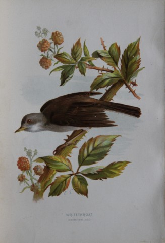Eliza Turk - Whitethroat 1883