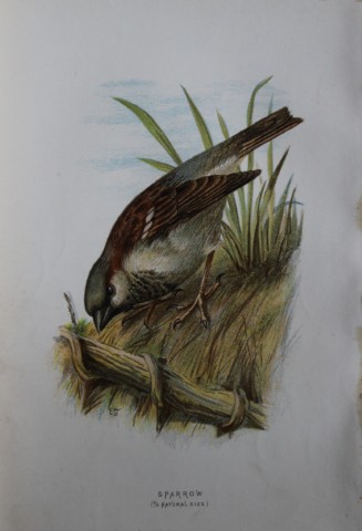 Eliza Turk - Sparrow 1883