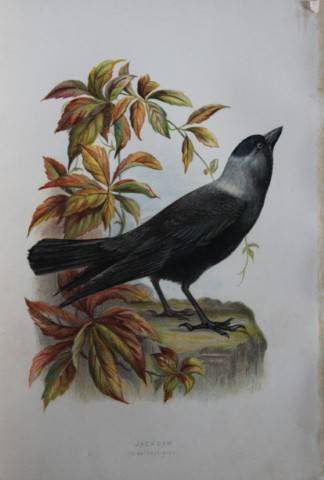 Eliza Turk - Jackdaw 1883