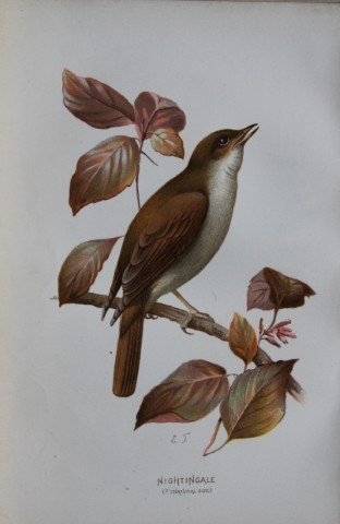 Eliza Turk - Nightingale 1883