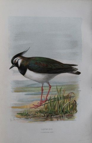 Eliza Turk - Lapwing 1883