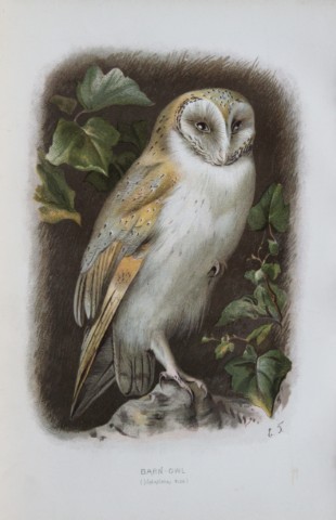 Eliza Turk - Barn Owl 1883