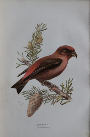 Eliza Turk - Crossbill 1883
