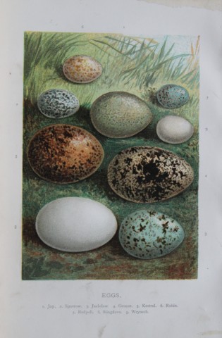 AF Lydon - Bird eggs 1883
