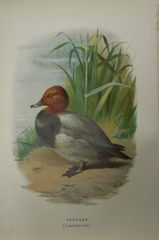 Eliza Turk - Pochard 1883