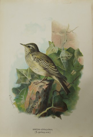 Archibal Thorburn - Spotted Flycatcher 1883