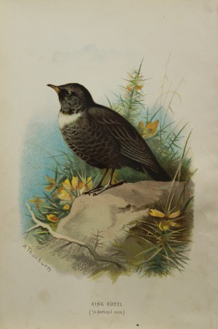Archibal Thorburn - Ring Ouzel 1883