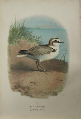 Archibal Thorburn - Kentish Plover 1883