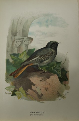 Archibal Thorburn - Black Redstart 1883