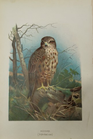 Archibal Thorburn - Buzzard 1883