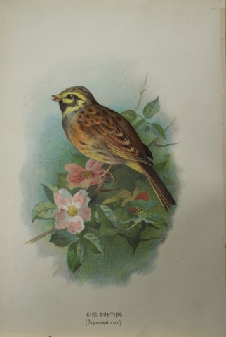 Archibal Thorburn - Cirl Bunting 1883