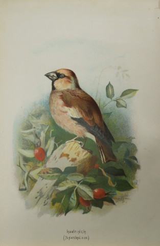 Archibal Thorburn -Hawfinch 1883