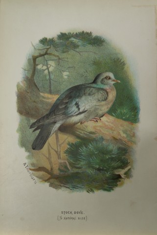 Archibal Thorburn - Stock Dove 1883