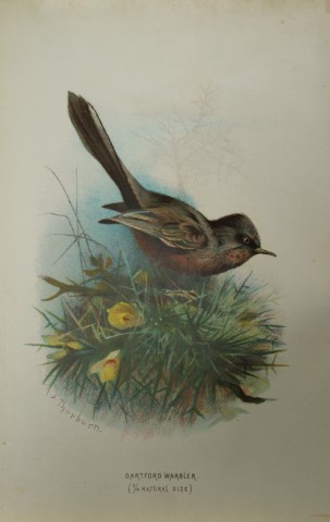 Archibal Thorburn - Dartford Warbler 1883