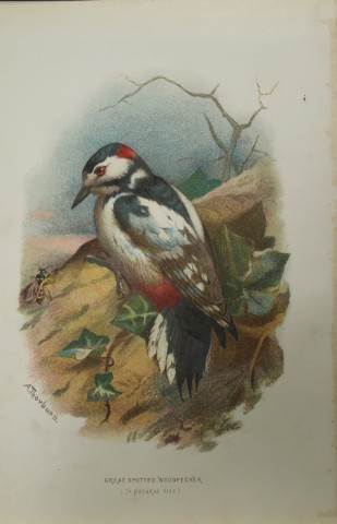 Archibal Thorburn - Great Spotted Woodpecker 1883